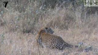 LION Vs LEOPARD Lioness Stalks And Chases Male Leopard [upl. by Nytsirt]