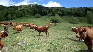 Vaches en Alpages 1650 m Naves en Savoie [upl. by Seidule593]