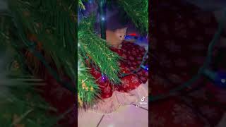 Hennys first Christmas 🎄 christmas funnyanimal kittencomedy funnypet [upl. by Evilo]