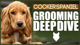 How To Groom Your COCKER SPANIEL [upl. by Ahsieker]