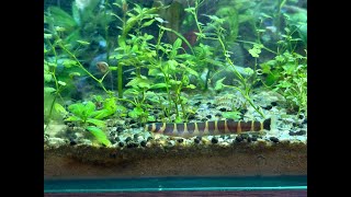 Kuhli Loach All about them [upl. by Grath]