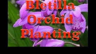 Planting Bletilla striata Hardy Orchid Bulbs [upl. by Dhumma705]