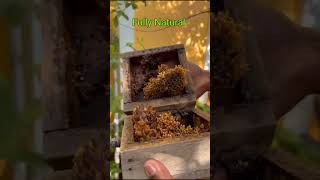 Best method to harvest stingless bees honey  கொசு தேனீ தேனை அறுவடை செய்ய சிறந்த முறைகொடுகில்லாதேனீ [upl. by Bremser]