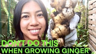 What NOT To Do When Growing Ginger Turmeric Galangal  Exciting Opportunity For You [upl. by Eelymmij]