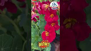 AAS Baby Rose nasturtium flowers gardenchat garden gardenerben gardeninggoals [upl. by Boy864]