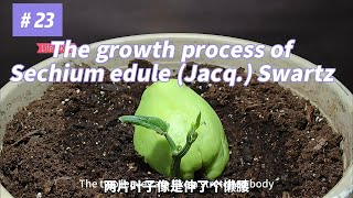 The planting process of chayote plant [upl. by Eneleahcim]