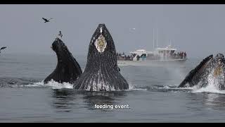 Marvelous Humpback Whale Feeding Spectacle in Monterey CA EXPLAINED [upl. by Dana]