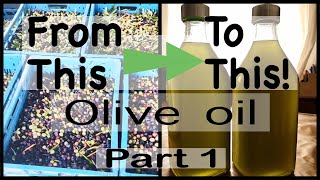 Harvesting Arbequina Olives for Pure Unfiltered Extra Virgin Olive Oil unfilteredoliveoil olives [upl. by Yzzo]