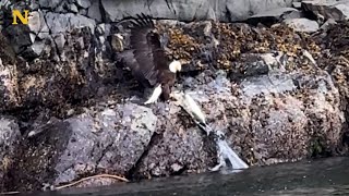 Une courageuse maman phoque combat un aigle pour sauver son bébé [upl. by Conti]