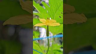 ബ്ലഡി ആമവണ്ട് shorts farming vegetables malayalam kitchengarden [upl. by Silohcin]