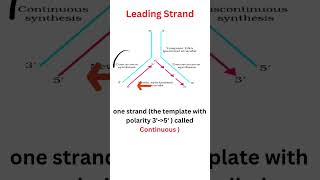 DNA Replication dnareplicationprocess quickrevision class12 2025boards [upl. by Jessee877]