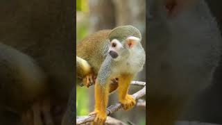 Squirrel monkeycute animals [upl. by Malia]