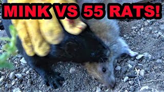 Mink Terminates 55 Rats With Help From Dogs [upl. by Yllah]