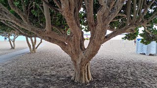 Huge Tasty Sea Grape Coccoloba uvifera Trees at Teresitas Beach Tenerife [upl. by Bohannon]