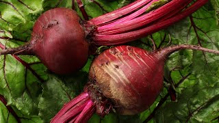 Würziger Rote Bete Salat mit Apfel in 3 Minuten Gesundes Abendessen Rezept [upl. by Featherstone]