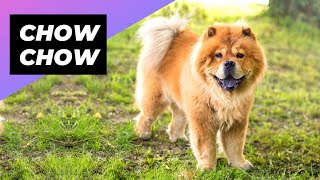 Chow Chow 🐶 One Of The Most Expensive Dog Breeds In The World shorts [upl. by Elaval]