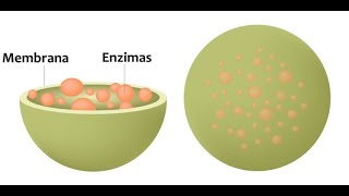 lisosomas y peroxisomas [upl. by Lowenstern]