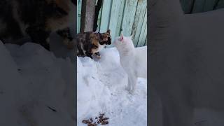 beautifulcatsvideos whitecat snowcat wintercat calicocat happycats [upl. by Ferrick]