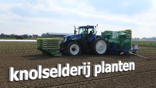 knolselderij planten  koelhuis jacobs [upl. by Llertrac]