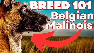 BELGIAN MALINOIS 101 Everything You Need To Know About the Belgian Malinois [upl. by Kenton746]