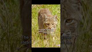 shorts video bobcat [upl. by Budd819]