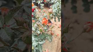 Rose growthing tips Tamil double colour rose plant 🌹🪴 [upl. by Mossolb]