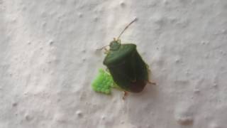 Shield Bug Laying Eggs [upl. by Astrahan]