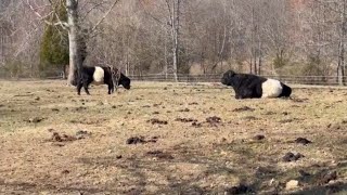 Belted Galloway Homestead Has Moved [upl. by Alilak]