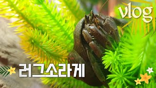 소라게는 혼자서 이러고 놀아요  러그소라게 키우기 hermit crab vlog  Coenobita rugosus [upl. by Dijam]