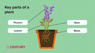 Parts of a Plant  Plants  KS2 Science [upl. by Sheffield]