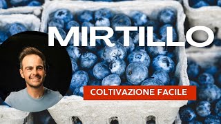 Mirtilli tecniche e cure per coltivarli in orto e in balcone [upl. by Rambort]