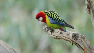 Eastern Rosella Platycercus eximius [upl. by Idleman147]