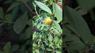 Lemon guava getting ripe Psidium littorale aka yellow strawberry guava [upl. by Laurent890]