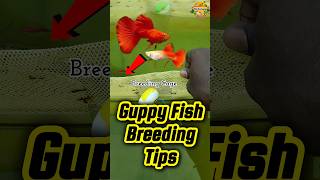 guppy fish breeding tips 🐠 guppy importedguppy fish shorts short [upl. by Ambrose]