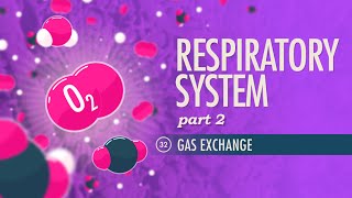 Respiratory System Part 2 Crash Course Anatomy amp Physiology 32 [upl. by Noffihc859]