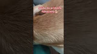 o primeiro filhote piano music parto cadela filhotesdecachorros pianocover love [upl. by Notneuq824]