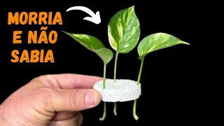 COLOQUE 3 FOLHAS DESTA PLANTA NO ISOPOR VOCÊ VAI FICAR SURPRESO QUANDO VER O RESULTADO… [upl. by Rannug]