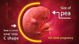 6 Weeks Pregnant A Complete Guide on Fetal Development [upl. by Aohk]