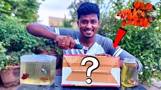 Unboxing New Betta Fish 🐟 ரெம்ப நாள் வாங்கணும்னு நினைச்ச மீன்  Vijay Vlogs [upl. by Aynam]