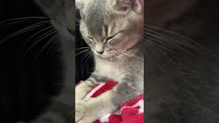 My cat loves the mangle song [upl. by Prader]