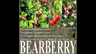 BEARBERRY  Arctostaphylos uvaursi Seeds GROUND COVER SEEDS on wwwMySeedsCo [upl. by Nayab]