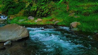 Gentle River and Stream Sounds for Insomnia Relief and Deep Relaxation [upl. by Akeber]