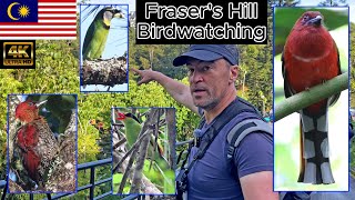 Frasers Hill Malaysia Birdwatching part 8 Red Headed Trogon Canon R7 amp RF 200800mm [upl. by Sihtnyc777]