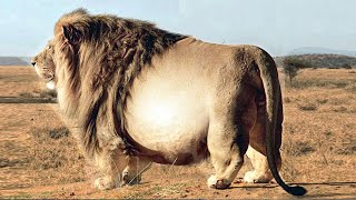 TOP 15 LARGEST Animals in the world [upl. by Ddarb]