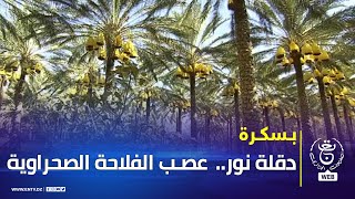 بسكرة  دقلة نور عصب الفلاحة الصحراوية [upl. by Flip230]