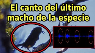 Escucha el Canto de un Ave Extinta el último macho Kauaʻi ʻōʻō [upl. by Henryk]