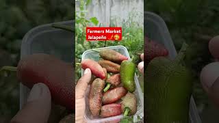 Harvesting Farmers Market Jalapeño 🥰🌶️ chili jalapeño shorts [upl. by Lekar]