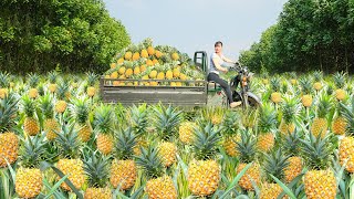 Use 3wheeled Vehicle Harvesting Many Pineapples Goes To Countryside Market Sell  Free Bushcraft [upl. by Acnayb]