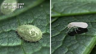 How to get rid of Whiteflies Mastering Whitefly Control Hindi  Bayer Crop Science India [upl. by Icam]