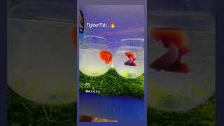 Very Aggressive Beta Fish aquarium acquariumfish viralvideo viralshorts viralreels viralshort [upl. by Hakon]